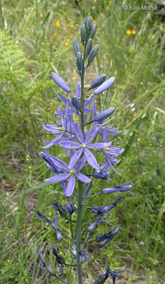 Image of Suksdorf's large camas