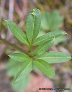 Слика од <i>Cardamine nuttallii</i> var. <i>gemmata</i>