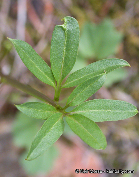 Imagem de <i>Cardamine nuttallii</i> var. <i>gemmata</i>