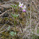 Imagem de <i>Cardamine nuttallii</i> var. <i>gemmata</i>