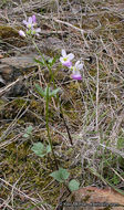 Image of <i>Cardamine nuttallii</i> var. <i>gemmata</i>