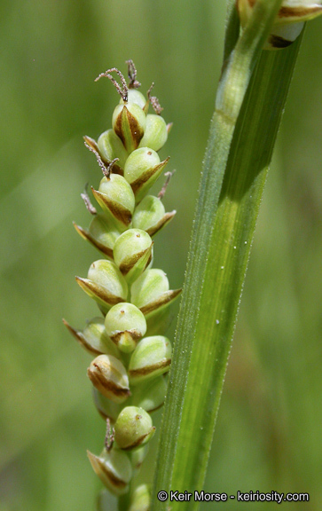 Image of golden sedge