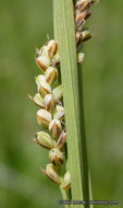 Image of golden sedge