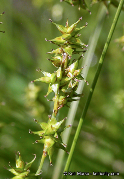 Слика од Carex echinata subsp. phyllomanica (W. Boott) Reznicek