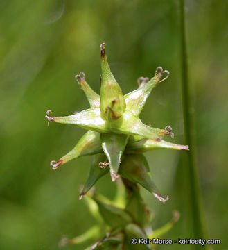 Слика од Carex echinata subsp. phyllomanica (W. Boott) Reznicek