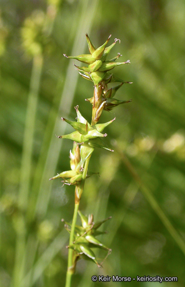 Слика од Carex echinata subsp. phyllomanica (W. Boott) Reznicek