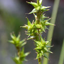 Слика од Carex echinata subsp. phyllomanica (W. Boott) Reznicek