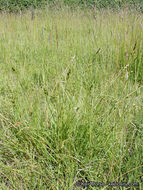 Image of Green-Sheath Sedge