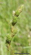 Image of Green-Sheath Sedge