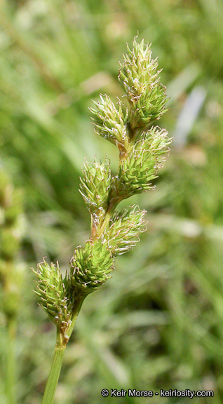 Image of Green-Sheath Sedge