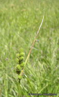 Image of Green-Sheath Sedge