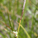 Image of <i>Carex <i>inops</i></i> ssp. inops