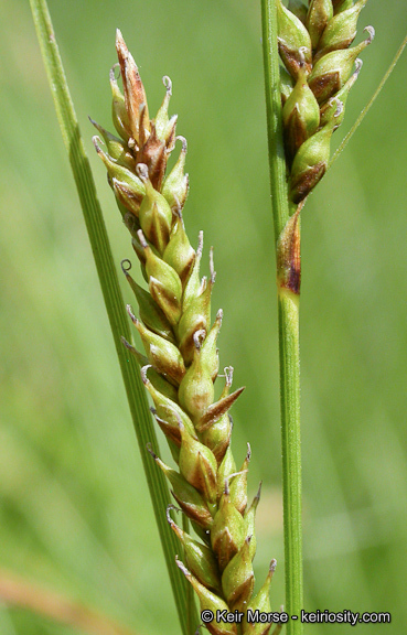 Imagem de Carex mendocinensis Olney ex Boott