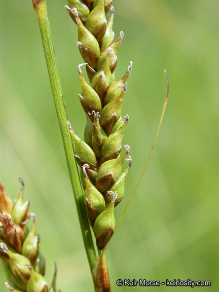 Imagem de Carex mendocinensis Olney ex Boott