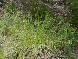 Imagem de Carex mendocinensis Olney ex Boott