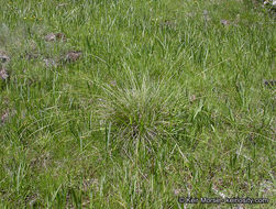 Imagem de Carex mendocinensis Olney ex Boott