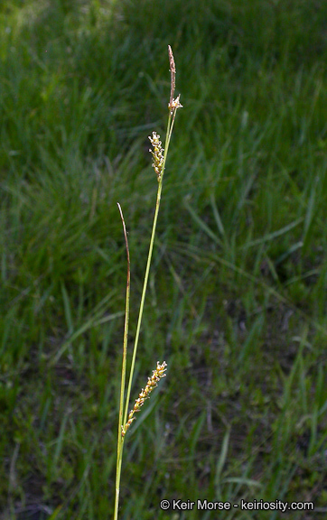 Imagem de Carex mendocinensis Olney ex Boott