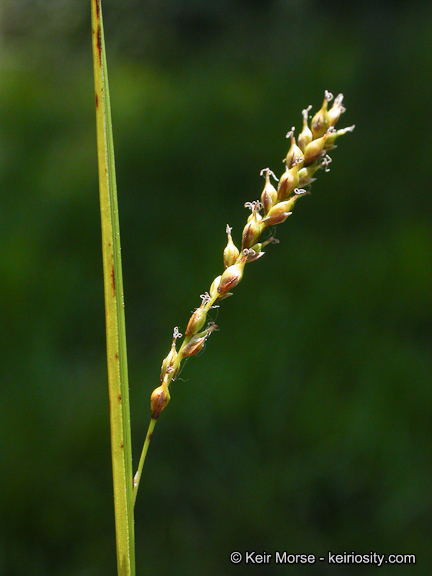 Imagem de Carex mendocinensis Olney ex Boott