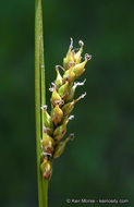 Imagem de Carex mendocinensis Olney ex Boott