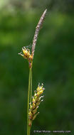 Imagem de Carex mendocinensis Olney ex Boott