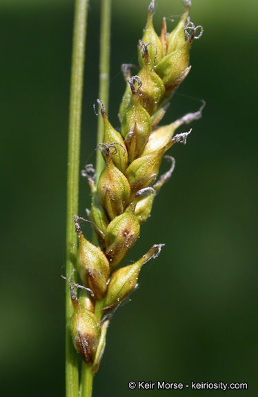 Imagem de Carex mendocinensis Olney ex Boott