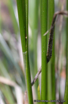 Carex multicaulis L. H. Bailey的圖片