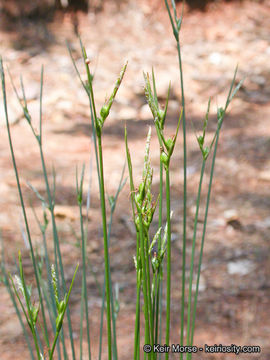 Carex multicaulis L. H. Bailey的圖片