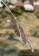 Image of Torrent Sedge