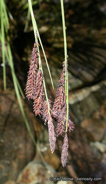 Image of Torrent Sedge