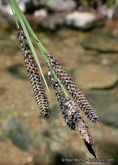 Image of Torrent Sedge