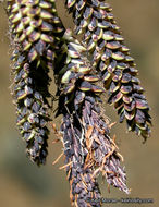 Image of Torrent Sedge