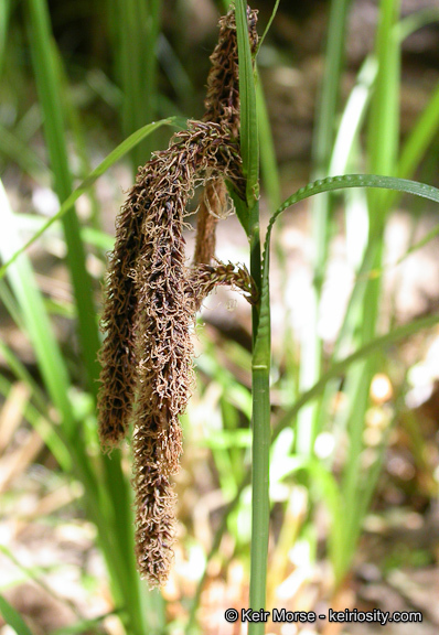 Image of Slough sedge