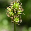 Image of Presl's Sedge