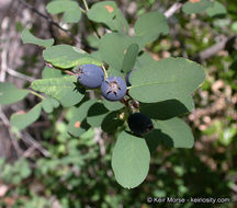 Image of Saskatoon serviceberry