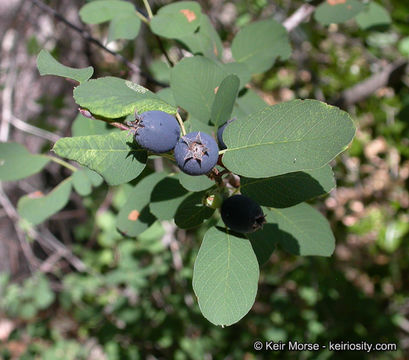 Слика од Amelanchier alnifolia (Nutt.) Nutt.