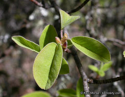 Image de Amelanchier utahensis Koehne