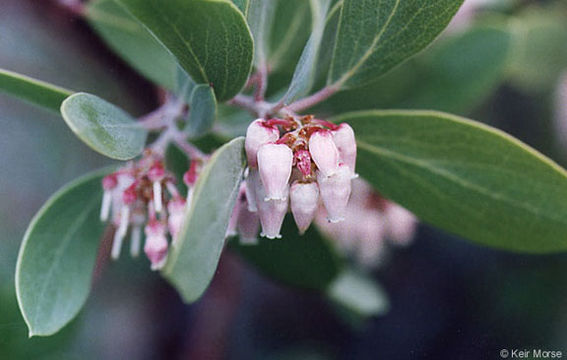 Image of pointleaf manzanita