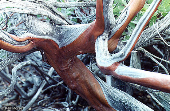 Image of pointleaf manzanita