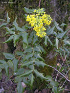 Plancia ëd Berberis aquifolium Pursh