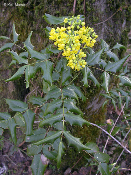 Plancia ëd Berberis aquifolium Pursh