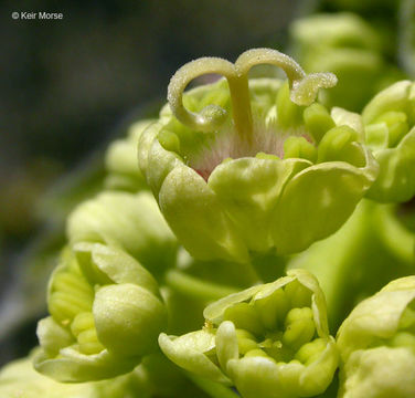 Image of bigleaf maple