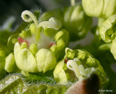 Acer macrophyllum Pursh resmi