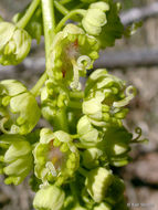 Image of bigleaf maple