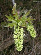 Acer macrophyllum Pursh resmi