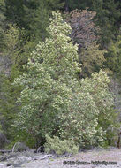 Image of Pacific madrone