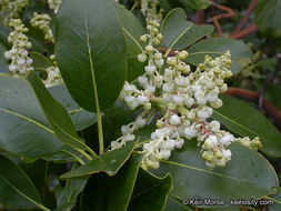 Image of Pacific madrone