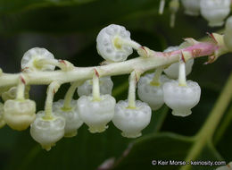 Image of Pacific madrone