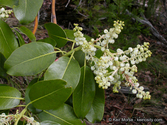 Image of Pacific madrone