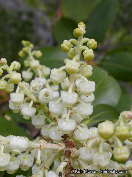 Image of Pacific madrone