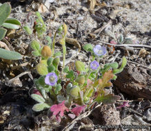 Imagem de Phacelia stellaris Brand